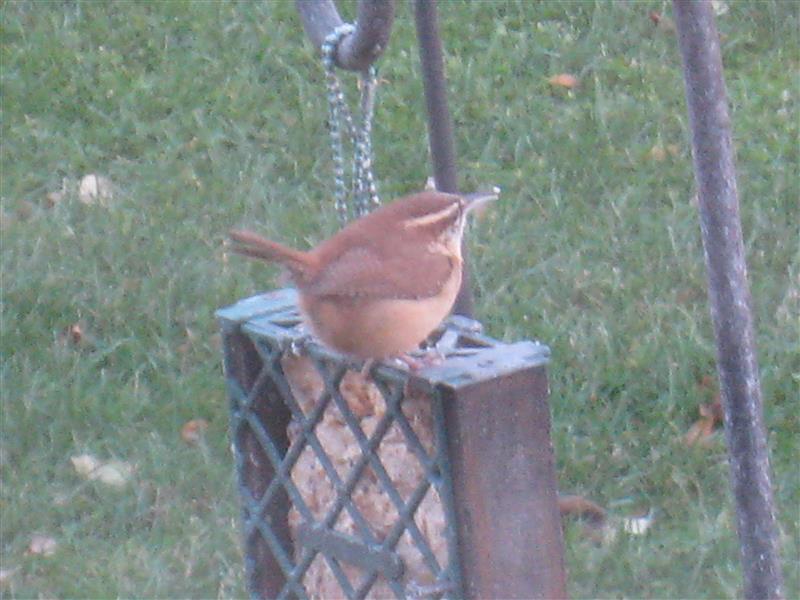  WREN, Carolina 